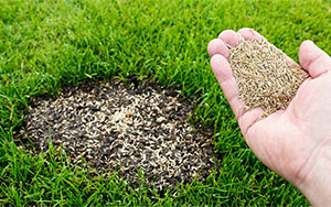 a close shot of a green lawn with a bare spot down to the dirt and a disembodied hand nearby holding grass seed