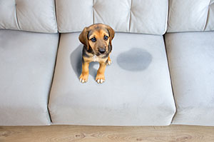 puppy sits on a new couch next to a wet spot where it peed on one of the couch cushions