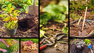 collage of various garden scenes and tools to ready perennials for the best upcoming spring blooms