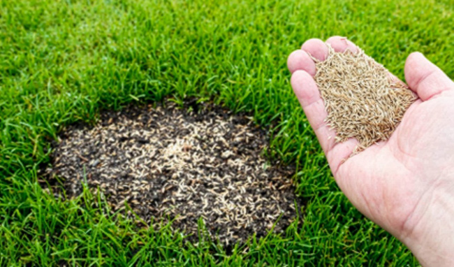 lush green lawn abruptly stops at a bare spot of nothing but dirt. meanwhile grass seed lies scattered across the bare dirt spot and a hand full of additional seeds waits nearby