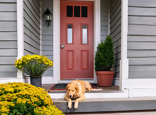 a yaller dog sleeps peacefully in the sun on the front porch of a recently renovated home; she is surrounded by freshly placed plants soaking up the spring sunshine