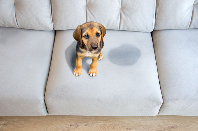 puppy sits on a new couch next to a wet spot where he peed on one of the couch cushions